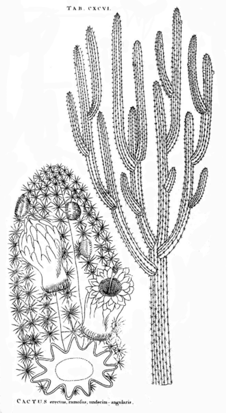 Pilosocereus polygonus cactus met witte bloemen tegen blauwe achtergrond.