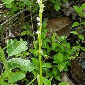 White blooming Platanthera ephemerantha orchid with green leaves.