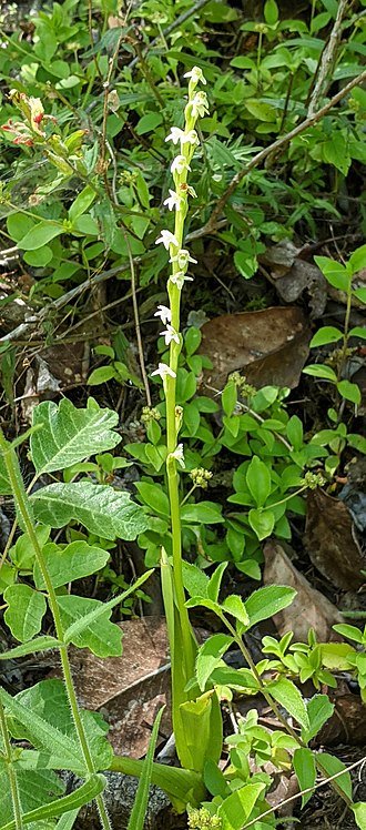 White blooming Platanthera ephemerantha orchid with green leaves.