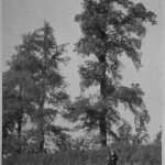 Afbeelding van Ulmus minor var. plotii boom in historische setting.