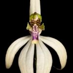 Bloeiende Praecoxanthus plant met heldere rode bloem in pot.