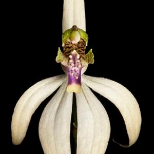 Bloeiende Praecoxanthus plant met heldere rode bloem in pot.