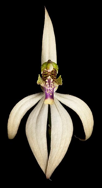 Bloeiende Praecoxanthus plant met heldere rode bloem in pot.