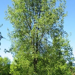 Majestueuze Ulmus 'Regal' boom met groene bladeren en stevige stam.