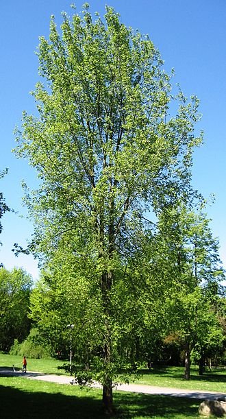 Majestueuze Ulmus 'Regal' boom met groene bladeren en stevige stam.
