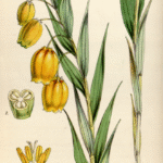 Sandersonia oranje bloem op groene achtergrond.
