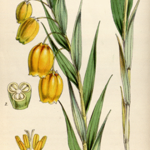 Sandersonia oranje bloem op groene achtergrond.