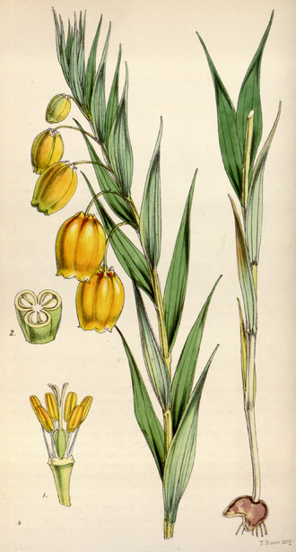 Sandersonia oranje bloem op groene achtergrond.