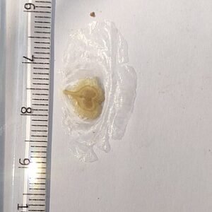 Zaad van de Spathodea campanulata bloem in close-up.