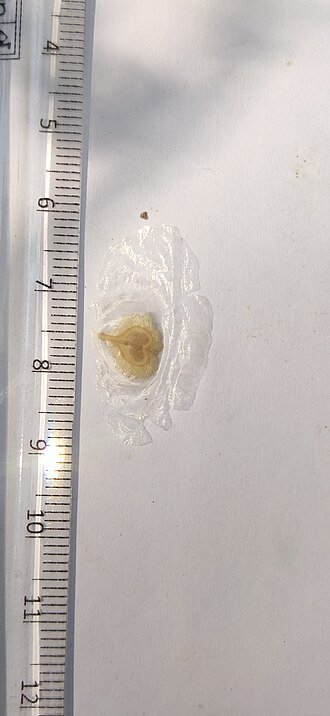 Zaad van de Spathodea campanulata bloem in close-up.