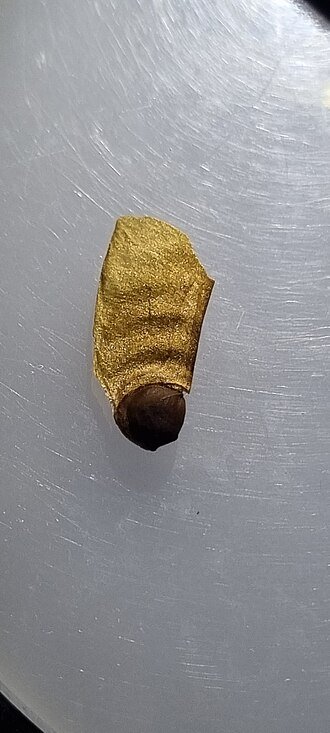 Rode Bloem van Embothrium coccineum met zaden op close-up.