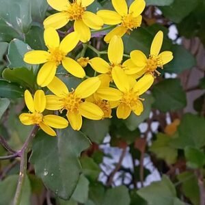 Bloeiende Senecio angulatus plant met witte bloemen en groene bladeren.