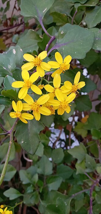 Bloeiende Senecio angulatus plant met witte bloemen en groene bladeren.