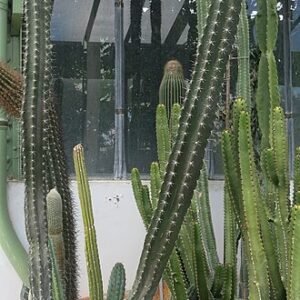 Stenocereus pruinosus cactus met grijze stekels en groene stam in Parijse plantentuin.