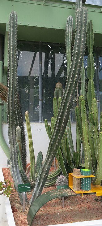 Stenocereus pruinosus cactus met grijze stekels en groene stam in Parijse plantentuin.