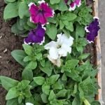 Kleurige Surfinia-planten met paarse, witte en roze bloemen in een bloempot, omringd door weelderig groen.