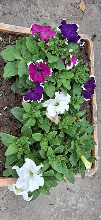 Paarse Surfinia bloem geplant in Noord-West Bengalen.