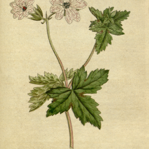 Geranium versicolor botanische tekening uit 1788 met paarse en witte bloemen.