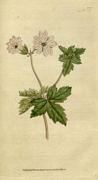 Geranium versicolor botanische tekening uit 1788 met paarse en witte bloemen.
