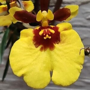 Yellow and brown Tolumnia Orchid flowers with green leaves.
