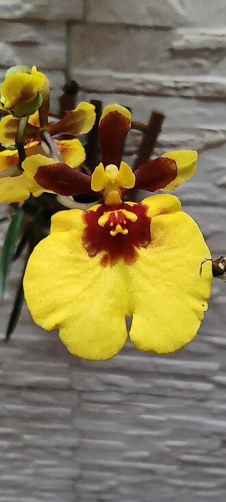 Yellow and brown Tolumnia Orchid flowers with green leaves.