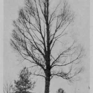 Elegante Ulmus minor 'Atinia Pyramidalis' boom met smalle piramidale vorm en groen blad.
