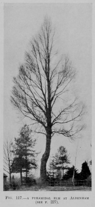 Elegante Ulmus minor 'Atinia Pyramidalis' boom met smalle piramidale vorm en groen blad.