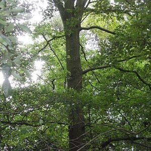 Moderne witte badkamer met stijlvolle Ulmus ‘Urban’ plant in grijze pot.
