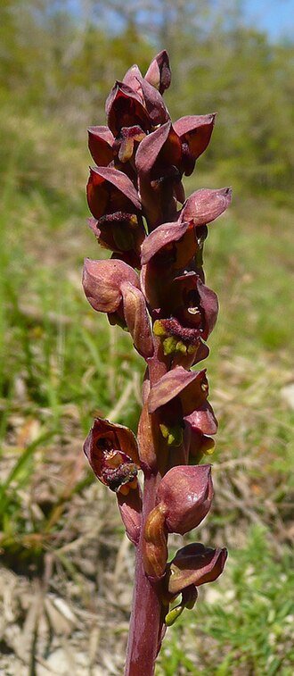 Witte Steveniella bloem met delicate bloemblaadjes en groene stelen.
