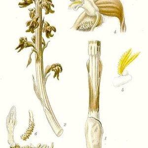 Neottia orchidee met groene bladeren en bloemknoppen.