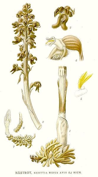 Neottia orchidee met groene bladeren en bloemknoppen.