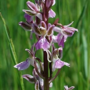 Paarse Orchis patens bloem met delicate bloemblaadjes en groene bladeren.
