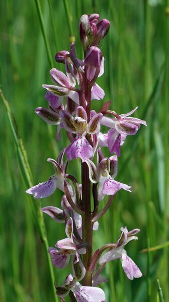 Paarse Orchis patens bloem met delicate bloemblaadjes en groene bladeren.