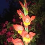 Grootbloemige Gladiool in heldere kleuren en grote bloemen.