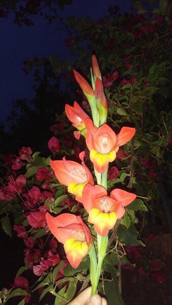 Grootbloemige Gladiool in heldere kleuren en grote bloemen.