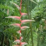 Heliconia chartacea bloem in zachtroze en groen.