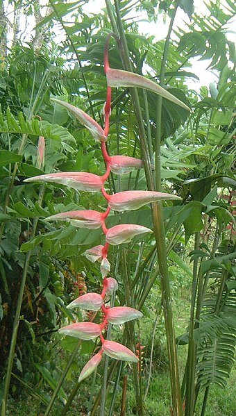Heliconia chartacea bloem in zachtroze en groen.