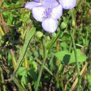 Zigzag Spiderwort flower in blue and purple hues.