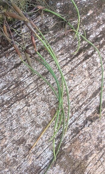 Bulbophyllum teretifolium orchidee met gele bloem en rode stippen.