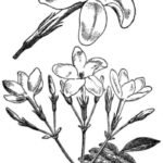 Witte Jasminum grandiflorum bloem met delicate bloemblaadjes en groene bladeren.