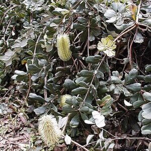 Banksia ʽRoller Coaster’ bloem met krullend patroon en zilverachtige onderzijde.