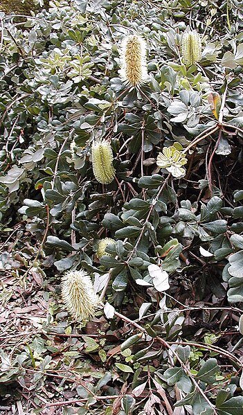 Banksia ʽRoller Coaster’ bloem met krullend patroon en zilverachtige onderzijde.