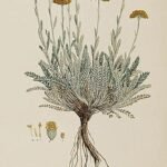 Bloeiende Achillea aegyptiaca plant met witte bloemen en geveerde bladeren.