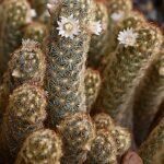 Mammillaria elongata cactus with elongated green stems and small white thorns.