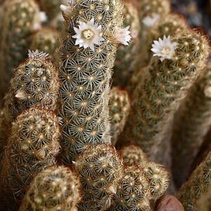 Mammillaria elongata cactus with elongated green stems and small white thorns.