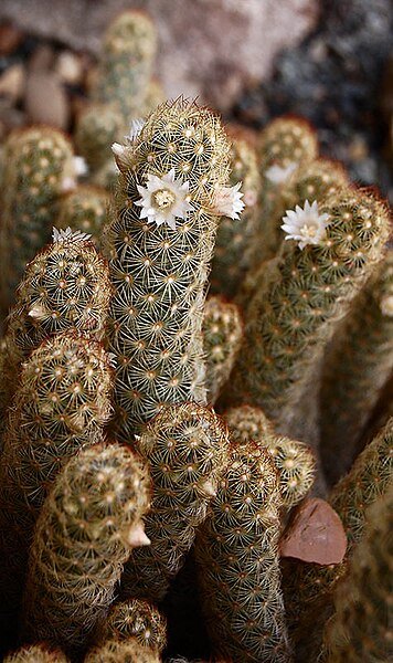 Mammillaria elongata cactus with elongated green stems and small white thorns.