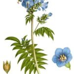 Blauwe Jacobsladder bloem in de natuur.