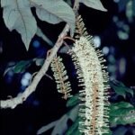 Athertonia diversifolia plant met groene bladeren en bloemen.