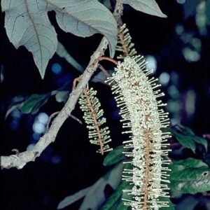 Athertonia diversifolia plant met groene bladeren en bloemen.