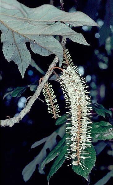 Athertonia diversifolia plant met groene bladeren en bloemen.